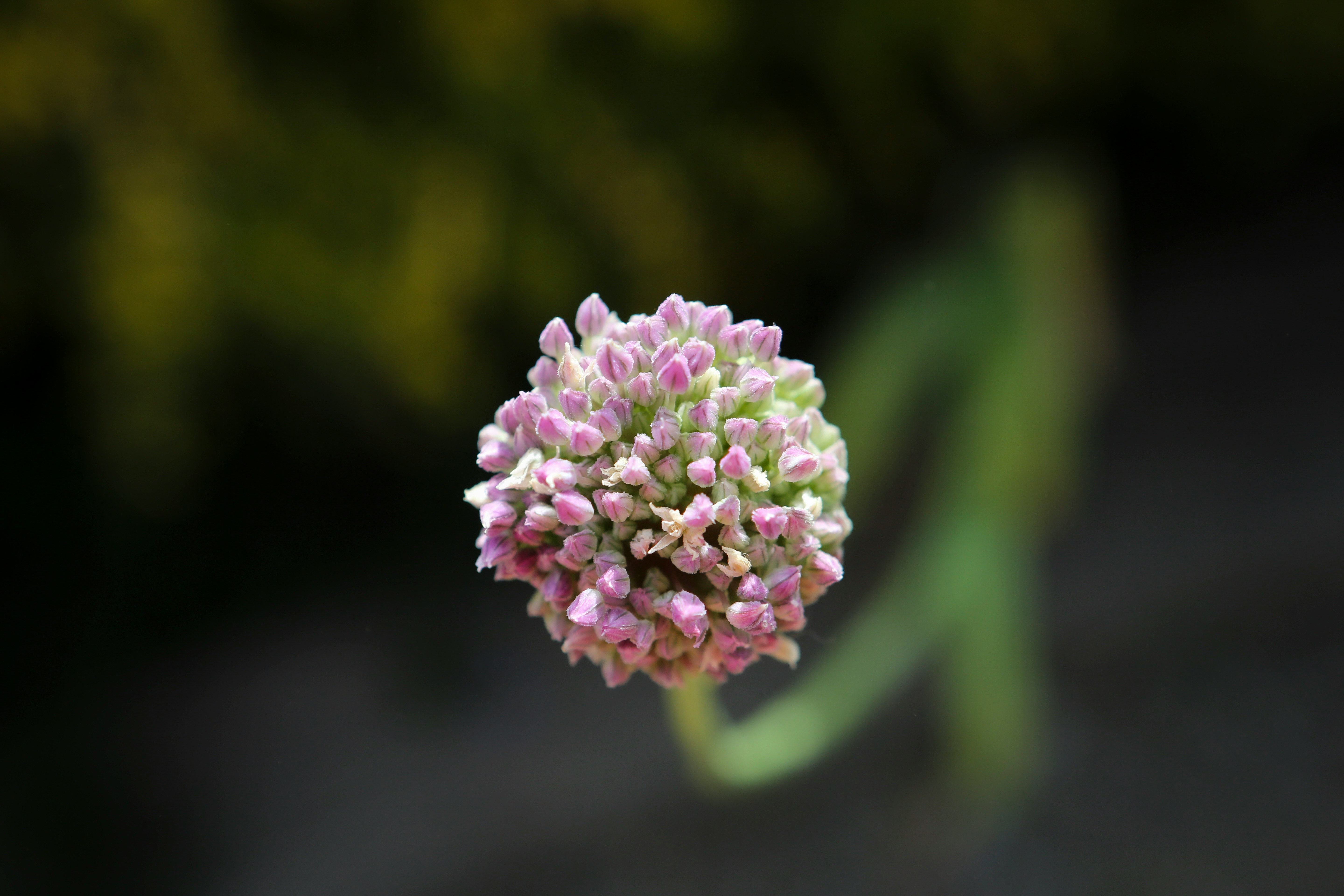 purple flower in tilt shift lens